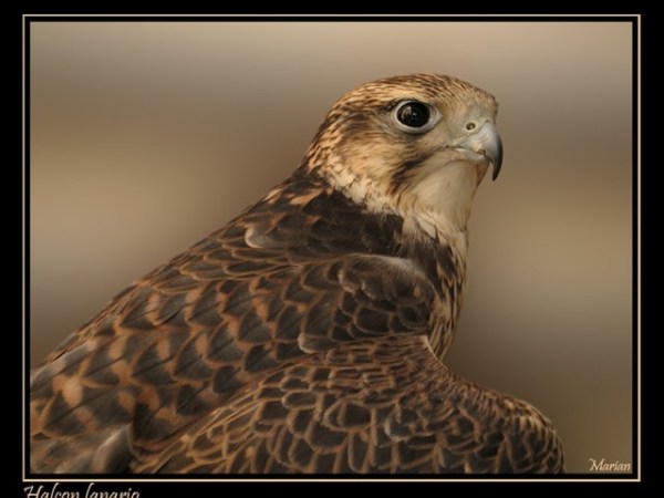 Margarito, Malta y el&nbsp;Halcón