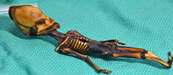 Feeding bones; huesos sobrantes
