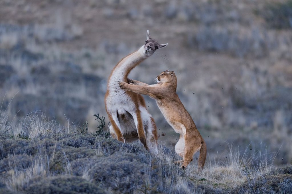 Decusaciones óptica y&nbsp;motriz