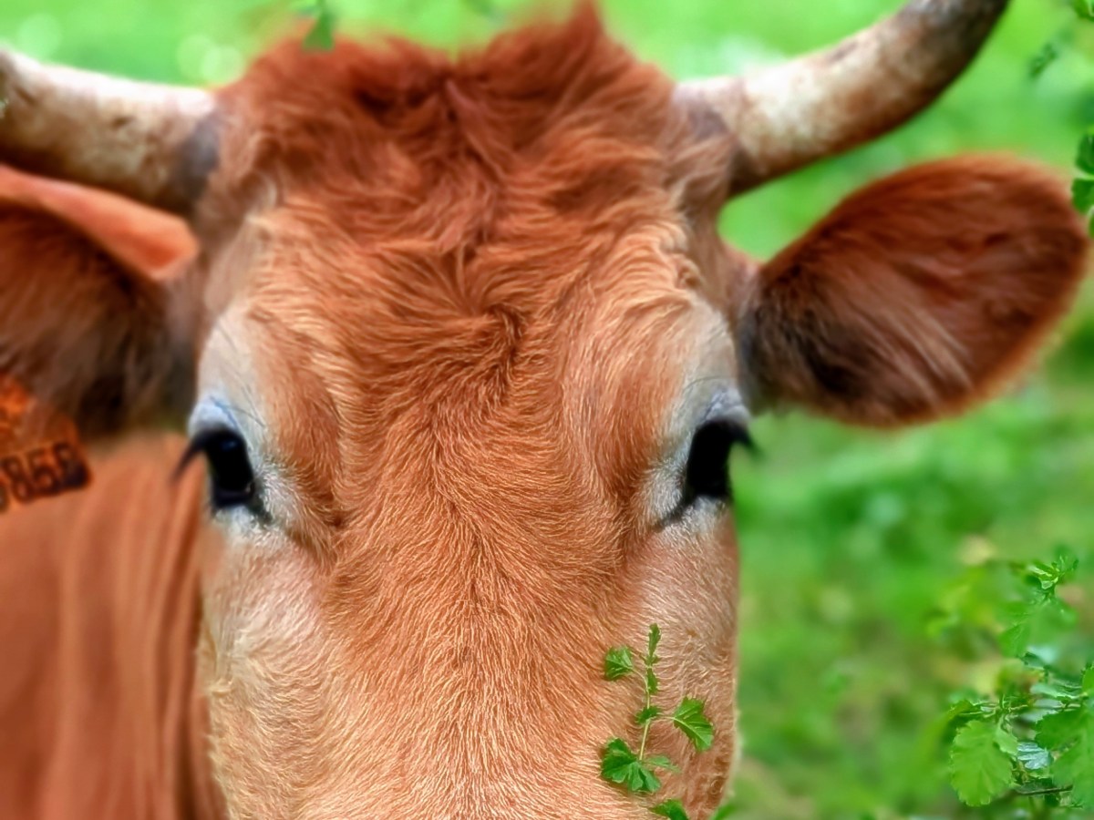 Sensualidad bovina